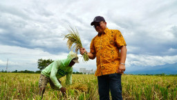 Serapan Gabah Petani Bulog Jatim Sudah 100 Persen dari Target