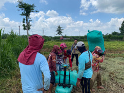 Perum BULOG Kediri Serap Gabah Petani Capai Hasil Maksimal 