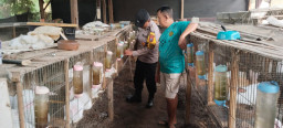 Dorong Pengembangan Peternakan Kelinci untuk Ketahanan Pangan