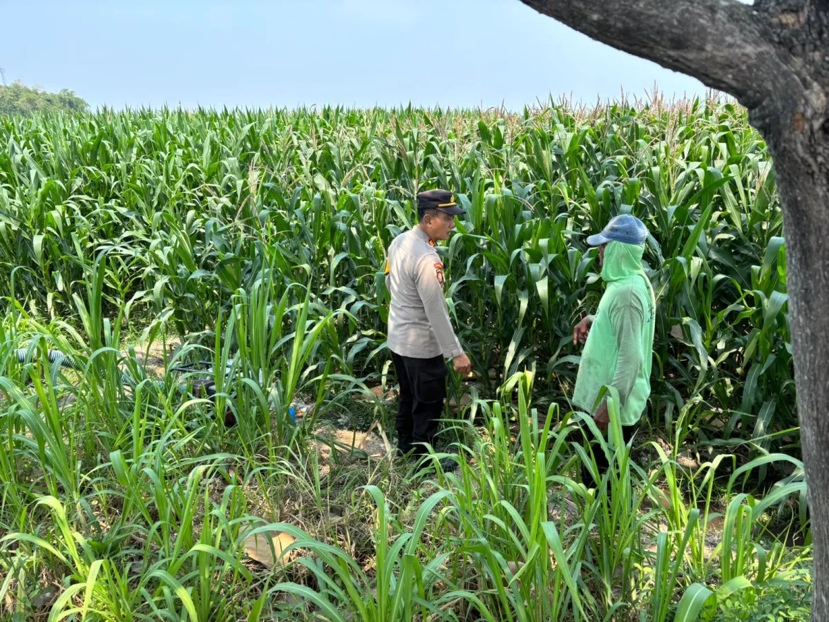 Turun ke Lahan, Dampingi Petani Rawat Jagung